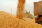 ۳۸ هزار تن گندم از سطح مزارع شهرستان کارون خریداری شد