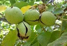 پیش بینی برداشت ۵۰۰ تن گردو در منطقه سیوان ایلام