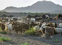 تأمین ۲۵ درصدی گوشت قرمز سیستان و بلوچستان توسط عشایر