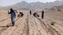 کشت ۴۵ هکتار گوجه‌فرنگی خارج از فصل در خاش