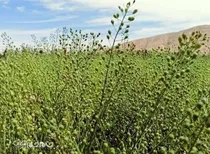 آماده حمایت همه‌جانبه از کشاورزان کاملینا هستیم