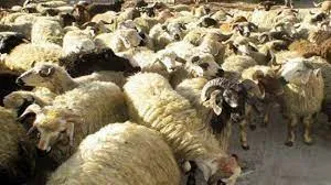 کشف و ضبط 115 راس  احشام قاچاق در منطقه مرزي صالح آباد