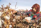 آفت بی‌تدبیری بر پنبه‌زارها