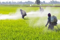آغاز مبارزه با علف‌های هرز در مزارع مناطق گرمسیری کرمانشاه