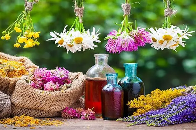 همدان میزبان نخستین جشنواره گیاهان دارویی حکیم هزاره‌ها 