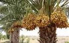 پیش بینی برداشت ۵ تن خرما در «مورموری» آبدانان
