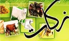 افزایش 20 درصدی پرداخت زکات در هرمزگان