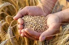 اصلاح قیمت خرید تضمینی گندم، مقدمه خودکفایی