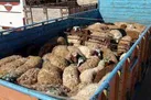 کشف 99 راس دام قاچاق در یزد