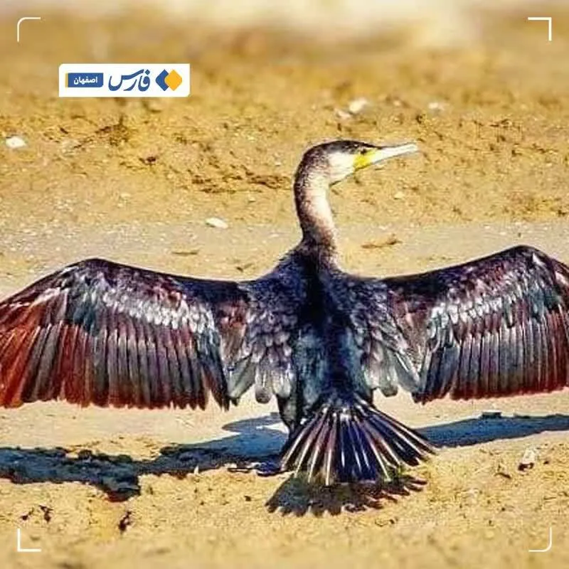  ثبت حضور 