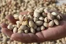 دستگیری پلیس قلابی‌ ها / بار پسته ۷۰۰ میلیون تومانی کشف شد