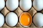 وعده ثبات قیمت تخم مرغ از هفته آینده