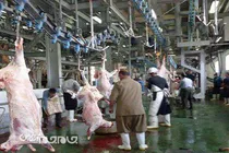 کشتار دام در کشتارگاه های استان از افزایش بیماریهای مشترک میان دام و انسان جلوگیری می کند