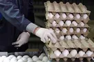 بسیاری از معاونان فعلی وزارت جهاد، تخم‌مرغ را تنها در یخچال خانه‌شان دیده‌اند!