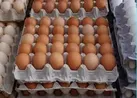 ضبط محموله ۲۰ تُنی تخم‌مرغ قاچاق در مرز شلمچه
