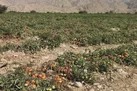 از گوجه فرنگی لاکچری تا تخم مرغ با روکش طلا و داستان نا تمام روغن