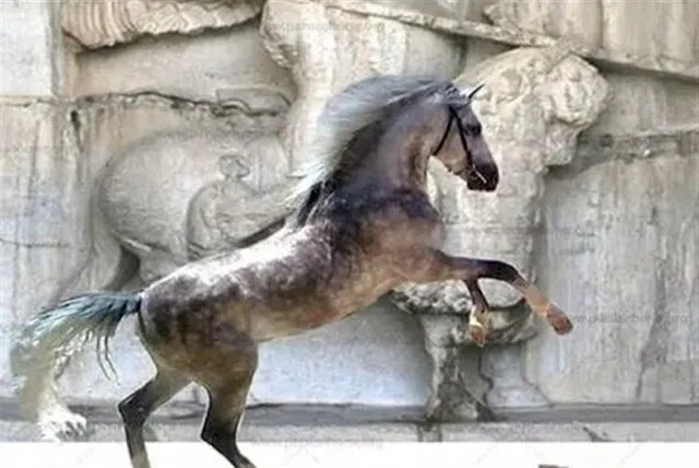 پرونده ثبت جهانی اسب کُرد هنوز تدوین نشده است