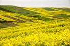 کشت کلزا در بیش از ۲ هزار هکتار