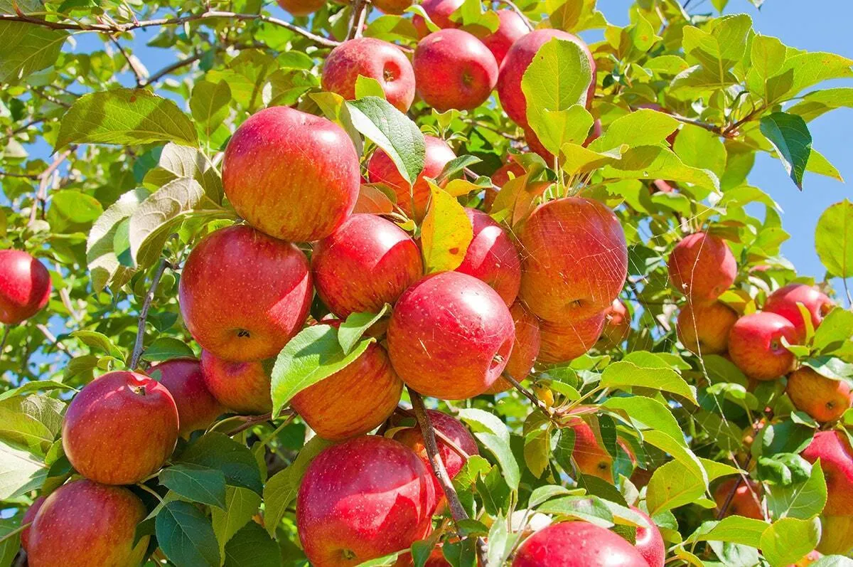 کشت غضروف با سیب!