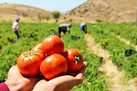 سطح زیرکشت گوجه فرنگی در کوهسرخ خراسان رضوی افزایش یافت