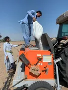 آغاز کشت کلزا در مزارع کشاورزی جنوب کرمان