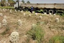 جهاد به نفع کشاورزان کرمانی