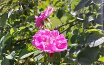  برداشت ۳۰۰ تن گل محمدی در سیستان و بلوچستان
