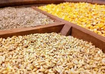 توزیع بیش از ۵۴ هزار تن نهاده دامی در کرمانشاه