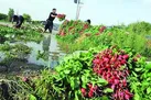 علت افزایش قیمت سبزی
