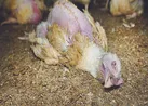 از جوجه‌کِشی تا جوجه‌کُشی