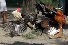 خروس‌ بازی آنلاین در فیلیپین ممنوع شد