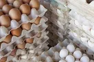 فقط تخم مرغ نگهداری شده در یخچال را خریداری کنید