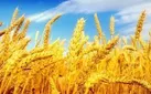 افزایش ۴۳۰ درصدی خرید گندم در شهرستان خاتم