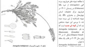 معرفی گونه جدید گیاهی چهارمحال و بختیاری در مجله علمی بین المللی