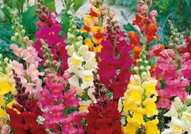 زیبایی باغچه‌های تابستانی با گل میمون