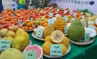 تلاش محققان برای مهار زوال مرکبات