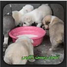 شهرداری کرمانشاه حامی حقوق حیوانات است