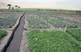 چهار هکتار سبزی‌کاری آلوده در کرمانشاه  تخریب شد