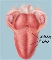تغییرات پرزهای زبانی، شایع‌ترین بیماری خوش خیم زبان