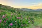 افزایش ۲۰ درصدی تولیدات باغی در شهرستان فارسان