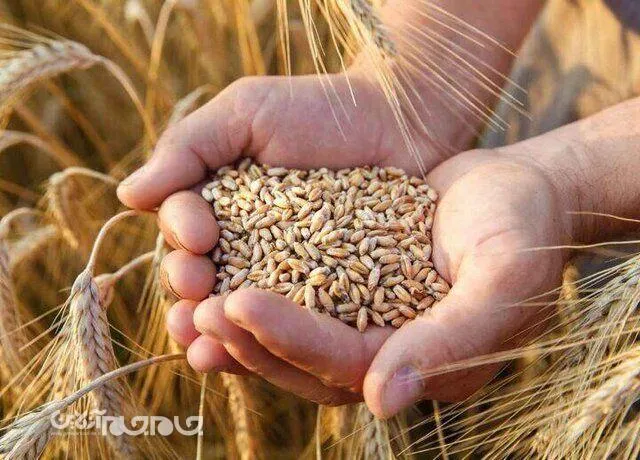 افزایش ۷۰ درصدی خرید تضمینی گندم در شهرستان فاروج 