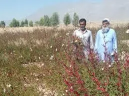 چای ترش از مزارع شهرستان تفتان برداشت شد