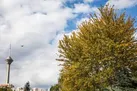 تداوم کاهش دمای هوای تهران تا ۲۹ شهریور