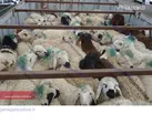 سرقت 42 راس گوسفند در 