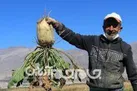 گلستان رتبه دوم تولید چغندر قند پاییزه کشور را به خود اختصاص داد