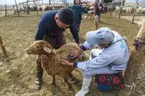 واکسیناسیون رایگان بیش از ۸۰ هزار رأس دام سبک علیه آبله در هویزه