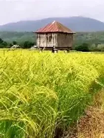 پیش‌بینی برداشت ۷۰۰ هزار تن برنج سفید از شالیزارهای مازندران