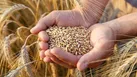تصویب ۱۶۳میلیارد و ۸۰۰ میلیون تومان برای خرید گندم بذری