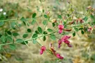 آشنایی با خواص دارویی ترنجبین