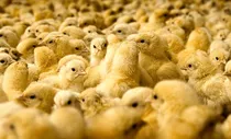 فعالیت ۲۱۹ مرغداری در چهارمحال بختیاری